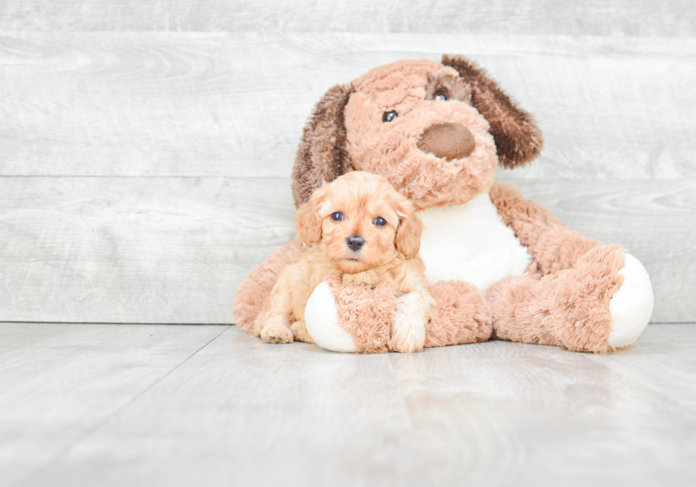 Best Cavapoo Baby