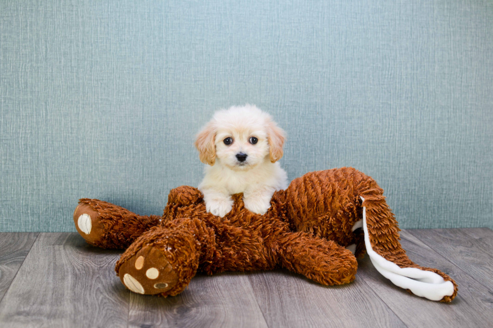 Energetic Cavalier Designer Puppy
