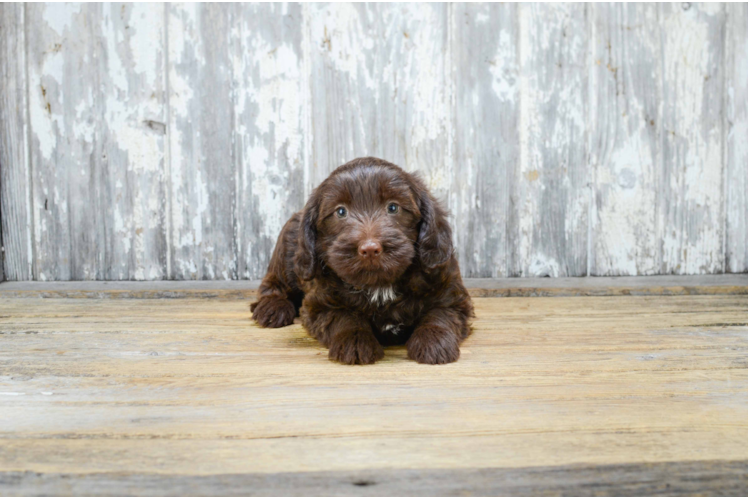 Sweet Mini Labradoodle Baby