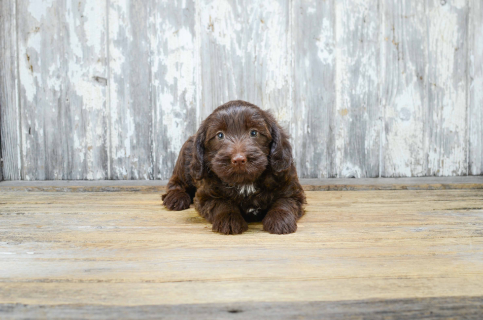 Sweet Mini Labradoodle Baby