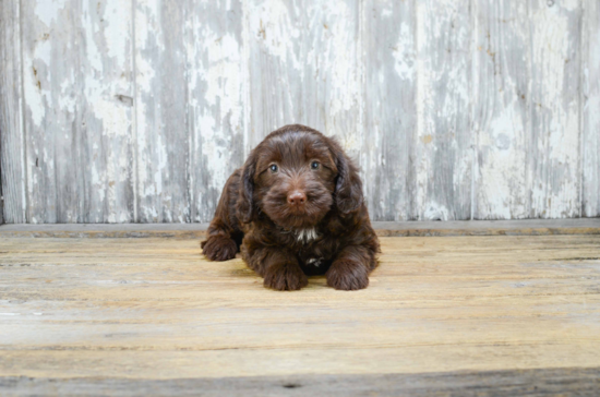 Sweet Mini Labradoodle Baby