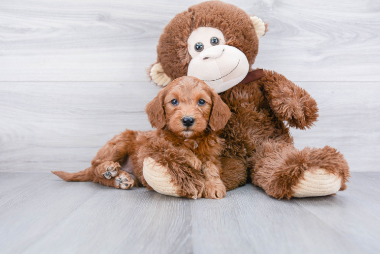 Mini Goldendoodle Pup Being Cute