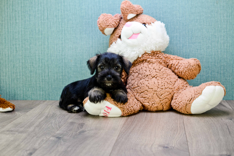 Best Mini Schnauzer Baby