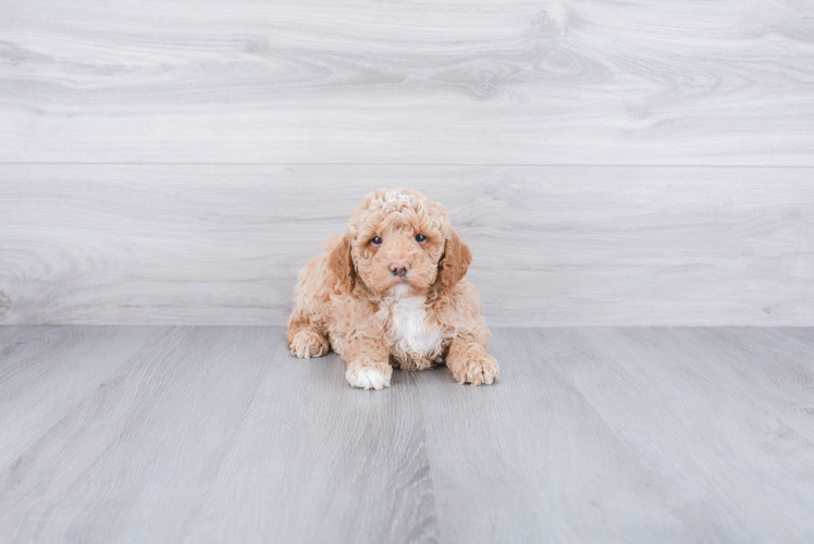 Playful Golden Retriever Poodle Mix Puppy