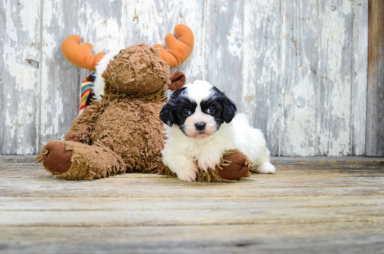 Friendly Teddy Bear Baby