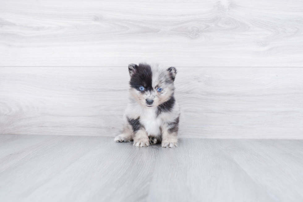 Playful Mini Husky Designer Puppy