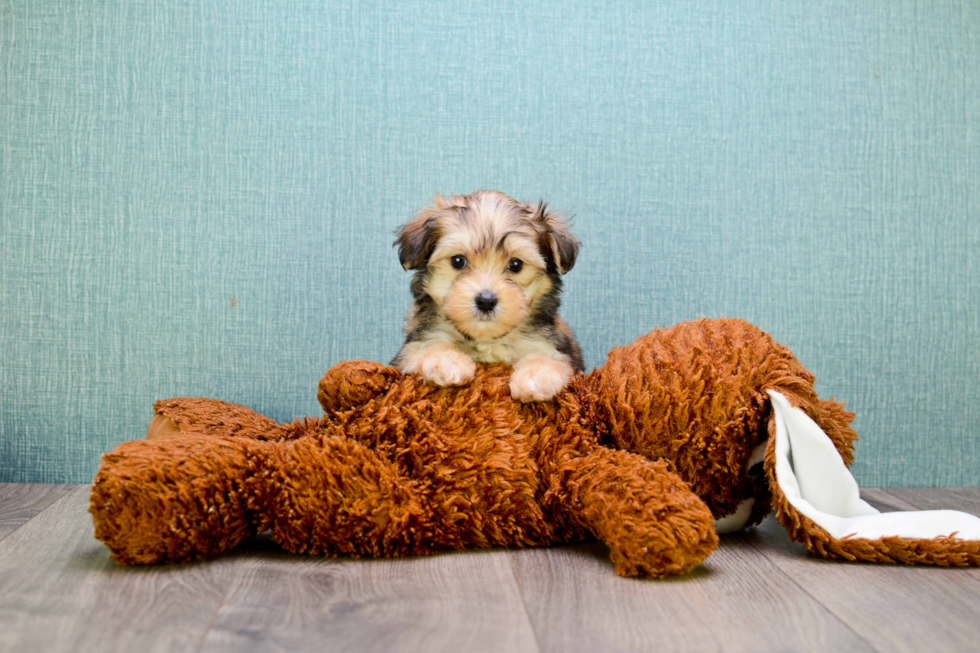 Cute Morkie Baby