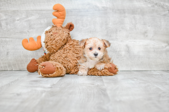 Hypoallergenic Yorkie Designer Puppy