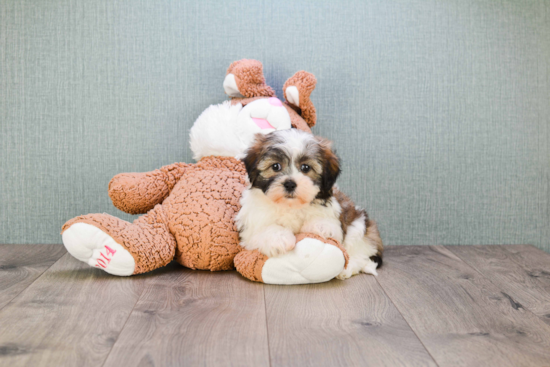 Petite Teddy Bear Designer Pup