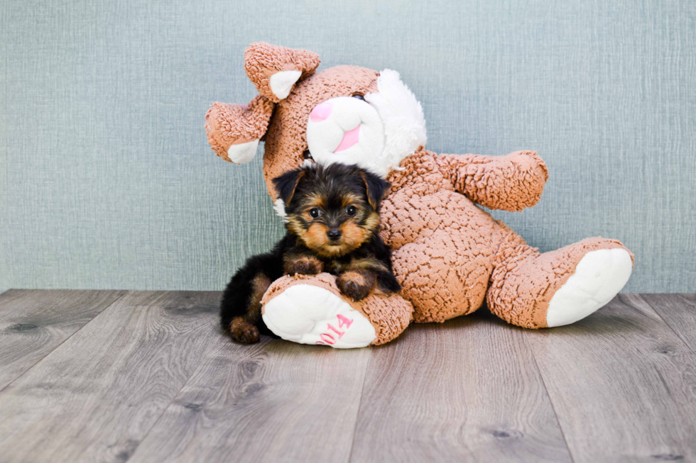 Meet Isabella - our Yorkshire Terrier Puppy Photo 