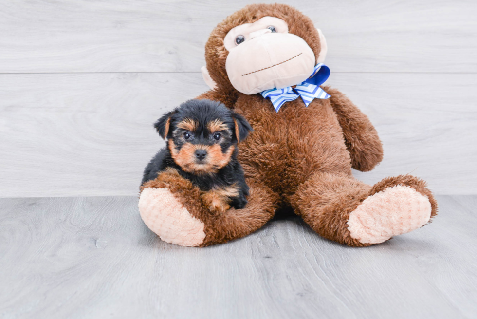 Meet Bella - our Yorkshire Terrier Puppy Photo 