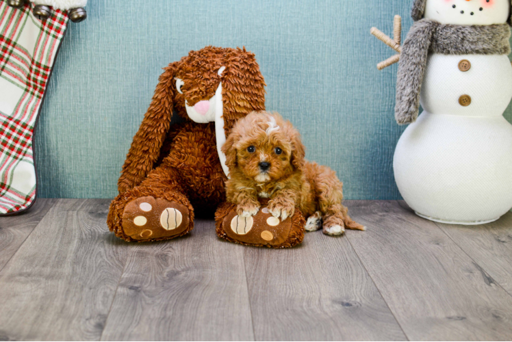 Friendly Cavapoo Baby