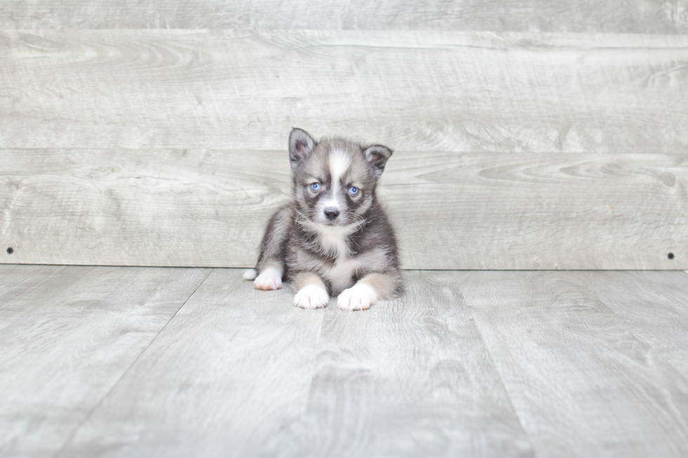 Pomsky Puppy for Adoption