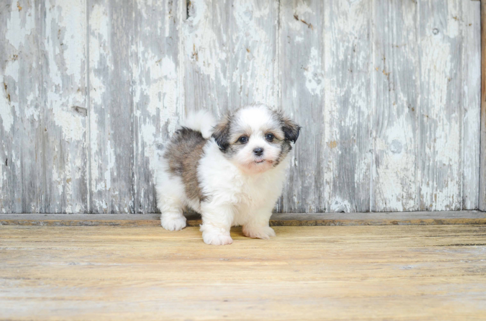 Friendly Teddy Bear Baby