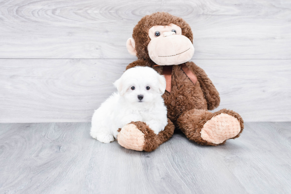 Sweet Maltese Purebred Puppy