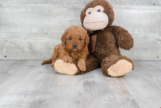 Mini Goldendoodle Pup Being Cute