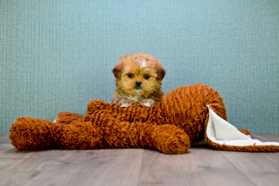 Sweet Shorkie Baby