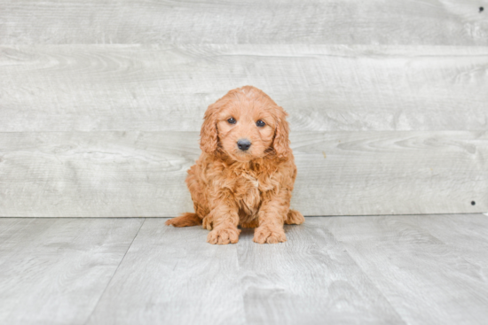 Mini Goldendoodle Pup Being Cute