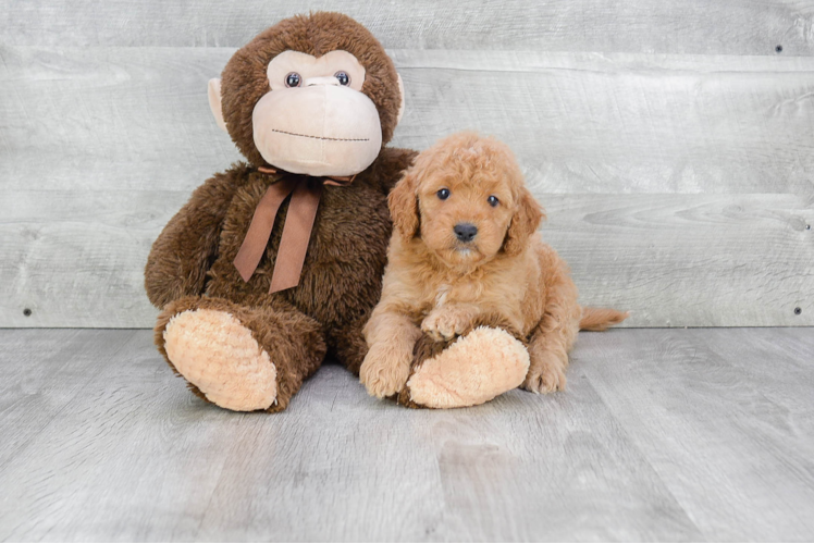 Cute Mini Goldendoodle Baby