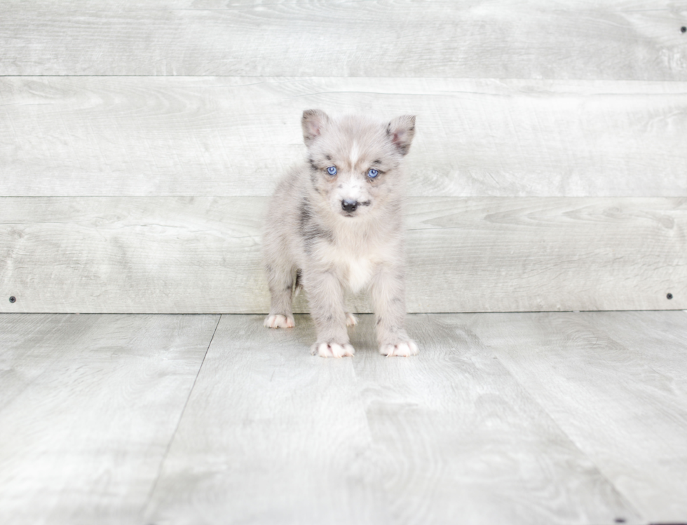 Pomsky Puppy for Adoption