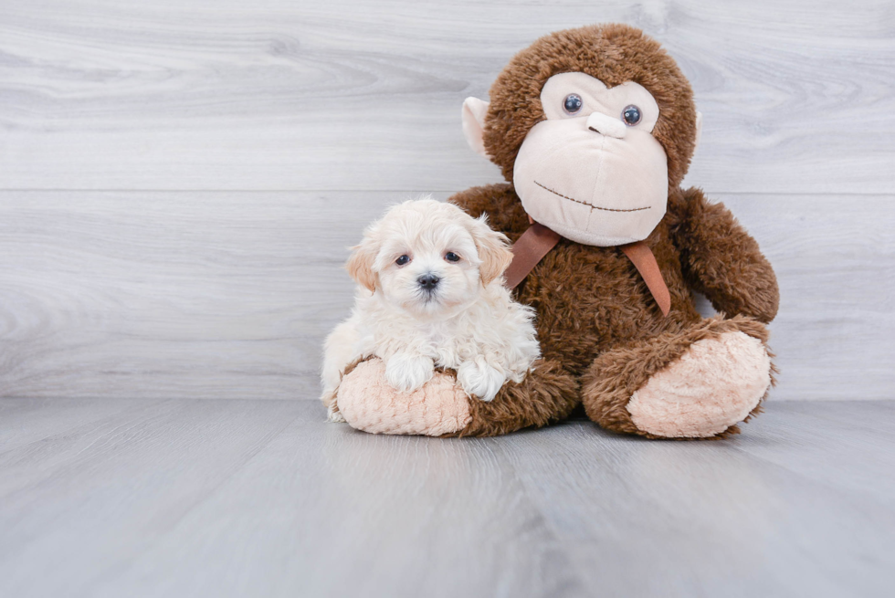 Maltipoo Pup Being Cute