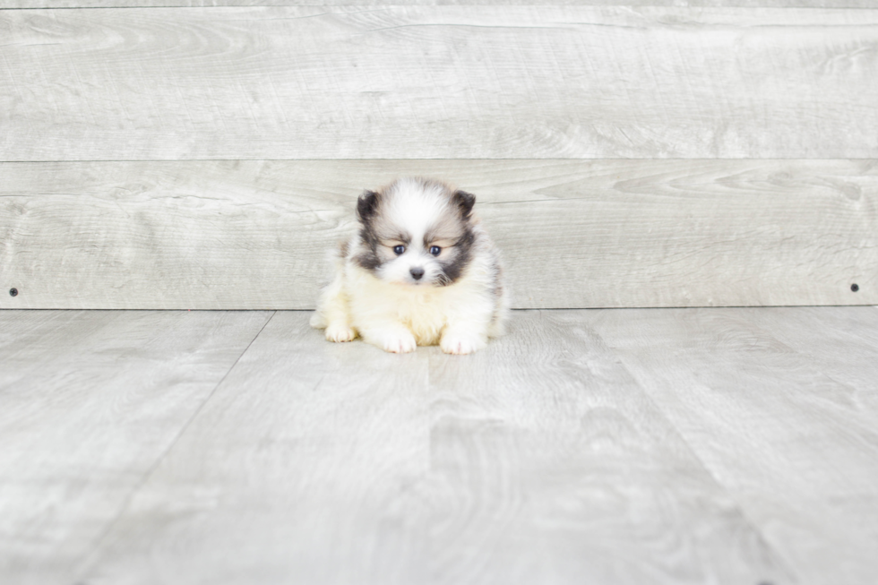 Pomeranian Puppy for Adoption