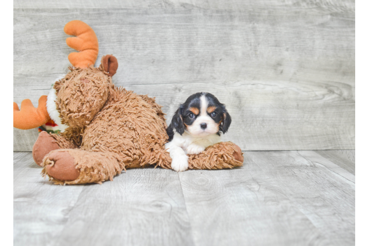 Hypoallergenic Cavalier King Charles Spaniel Purebred Pup