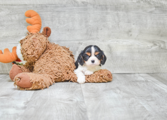 Hypoallergenic Cavalier King Charles Spaniel Purebred Pup