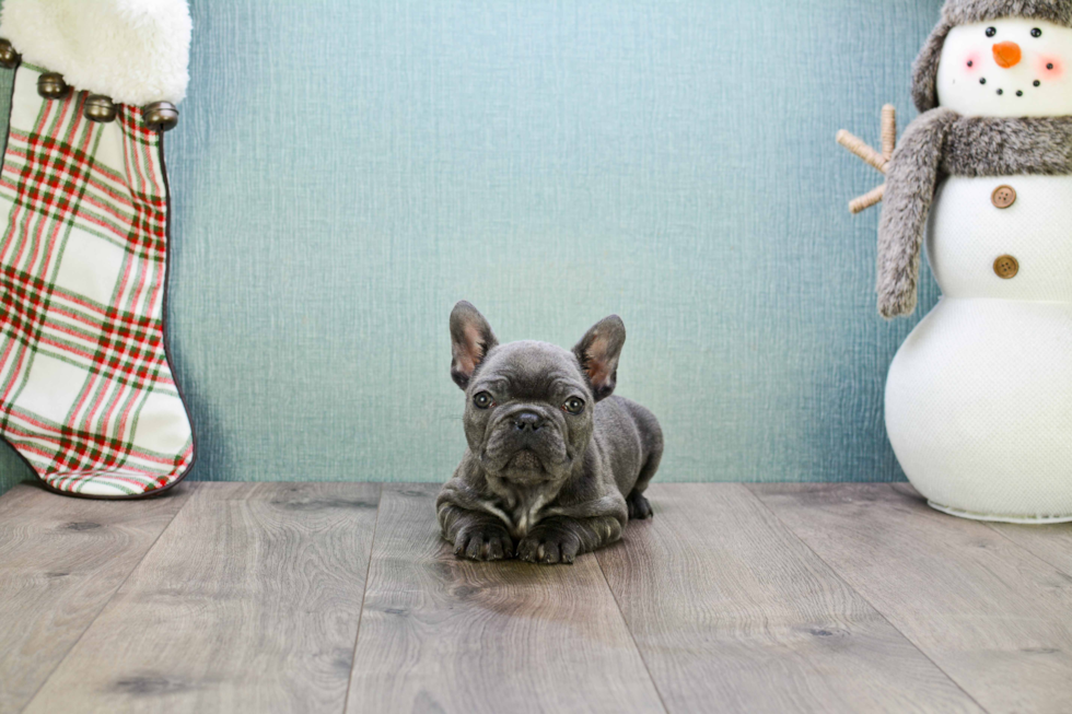 Hypoallergenic French Bulldog Baby