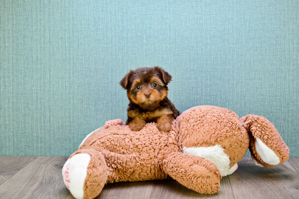 Meet Godiva - our Yorkshire Terrier Puppy Photo 