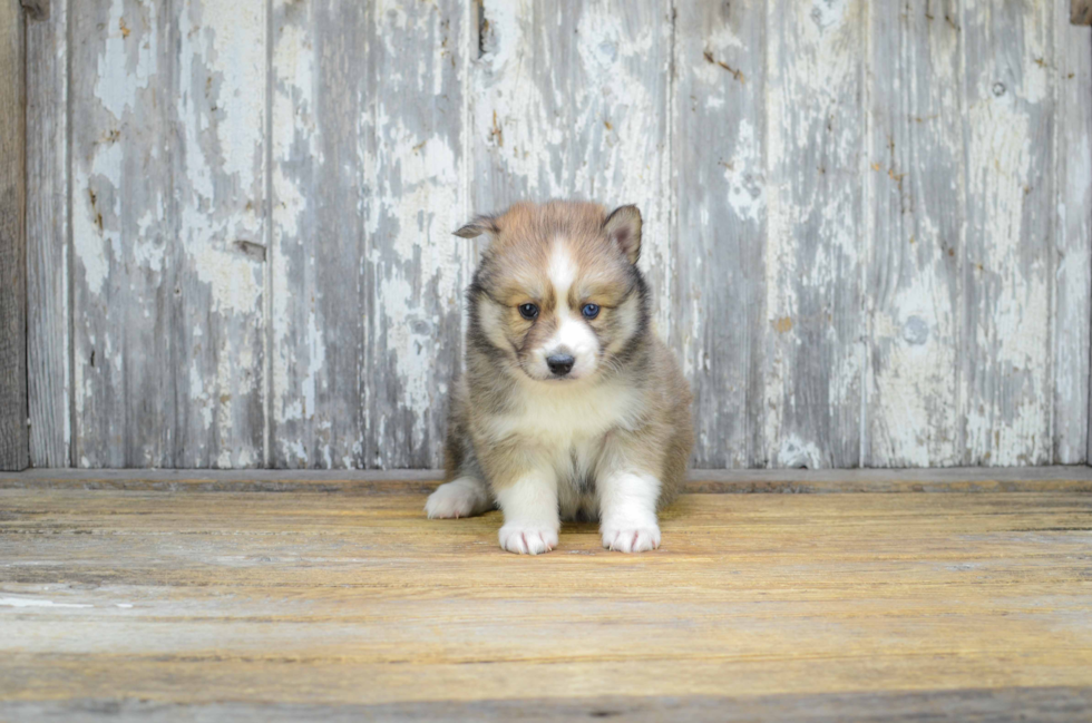 Petite Pomsky Designer Pup