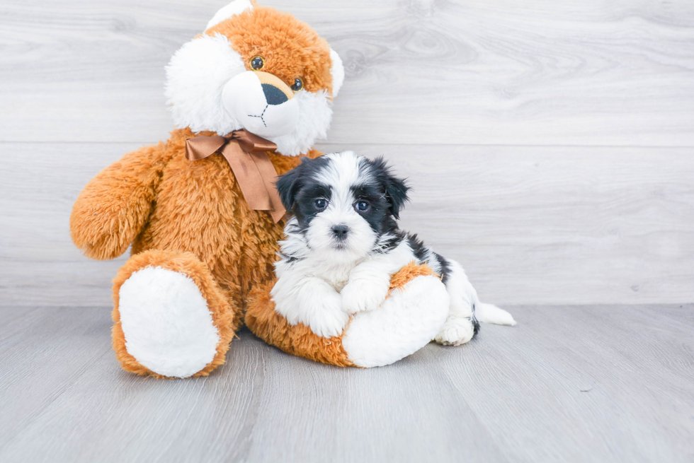 Teddy Bear Pup Being Cute