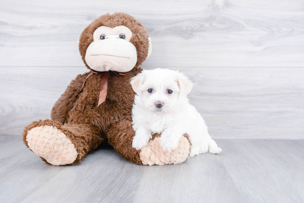 Energetic Maltese Poodle Poodle Mix Puppy