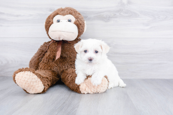 Energetic Maltese Poodle Poodle Mix Puppy