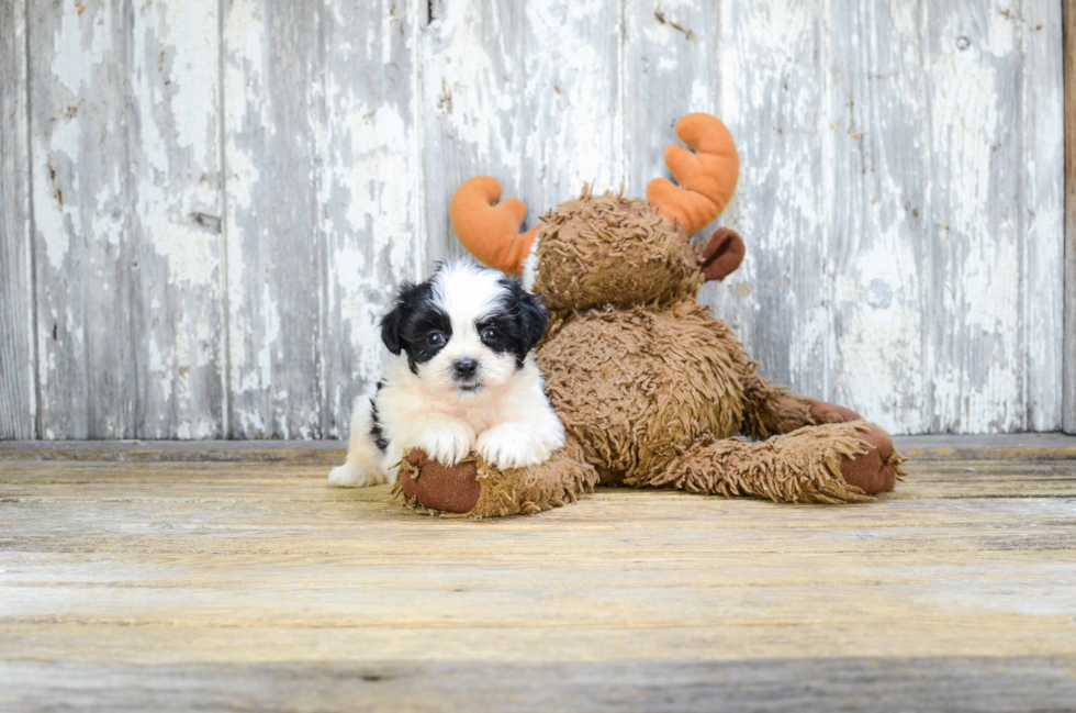 Popular Teddy Bear Designer Pup