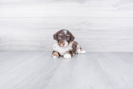 Popular Mini Bernedoodle Poodle Mix Pup