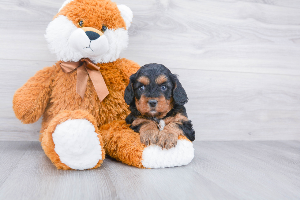 Best Cavapoo Baby