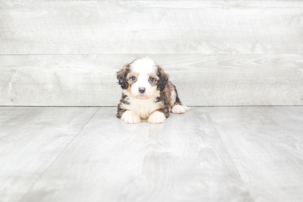 Sweet Mini Bernedoodle Baby