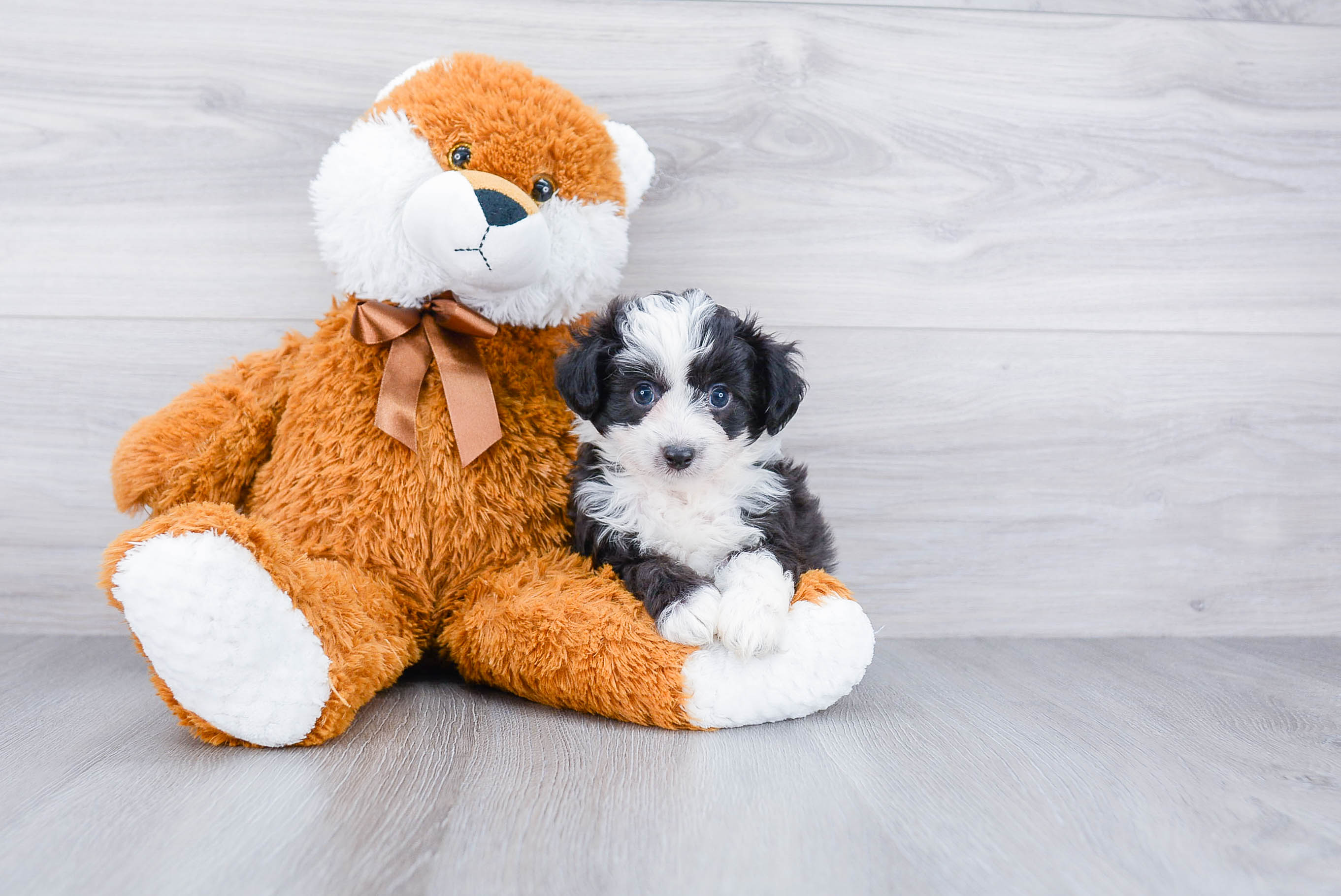 Mini Aussiedoodle Pup Being Cute