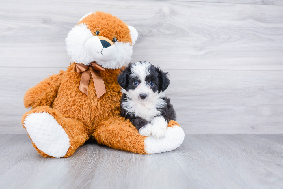 Mini Aussiedoodle Pup Being Cute