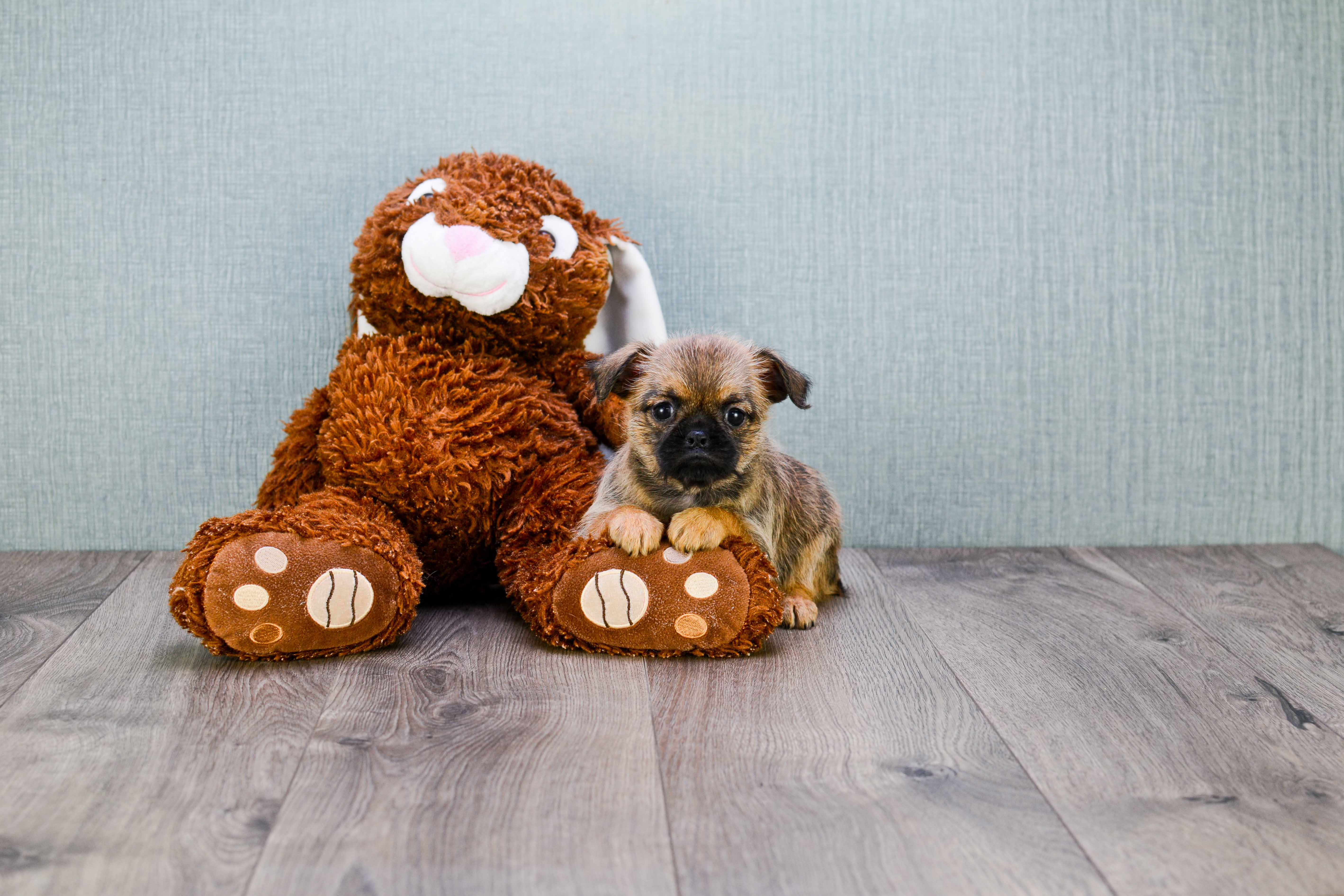 Brussels Griffon Puppy for Adoption
