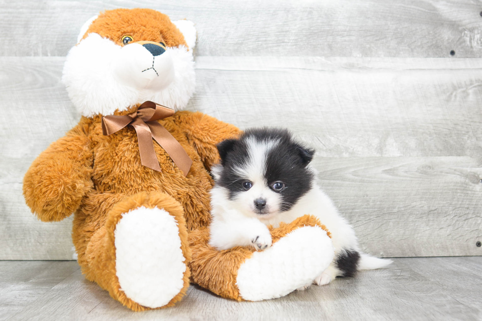 Funny Pomeranian Purebred Pup