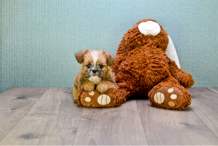 Brussels Griffon Pup Being Cute