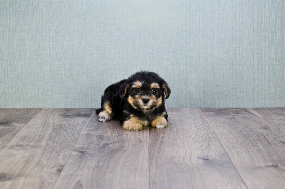 Adorable Yorkie Designer Puppy