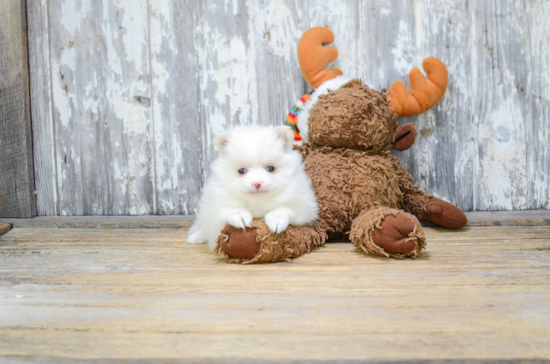 Friendly Pomeranian Purebred Pup