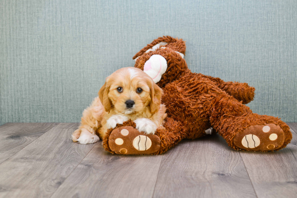 Little Cavoodle Poodle Mix Puppy