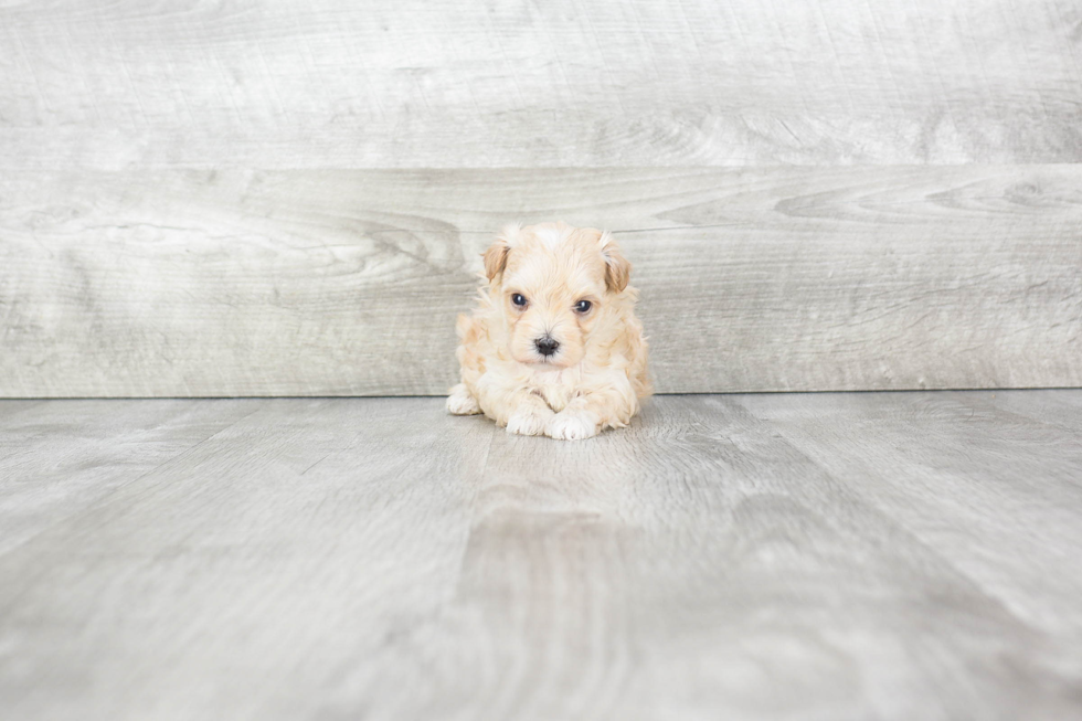 Sweet Maltipoo Baby