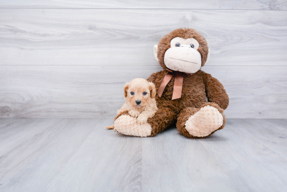 Happy Cavapoo Baby