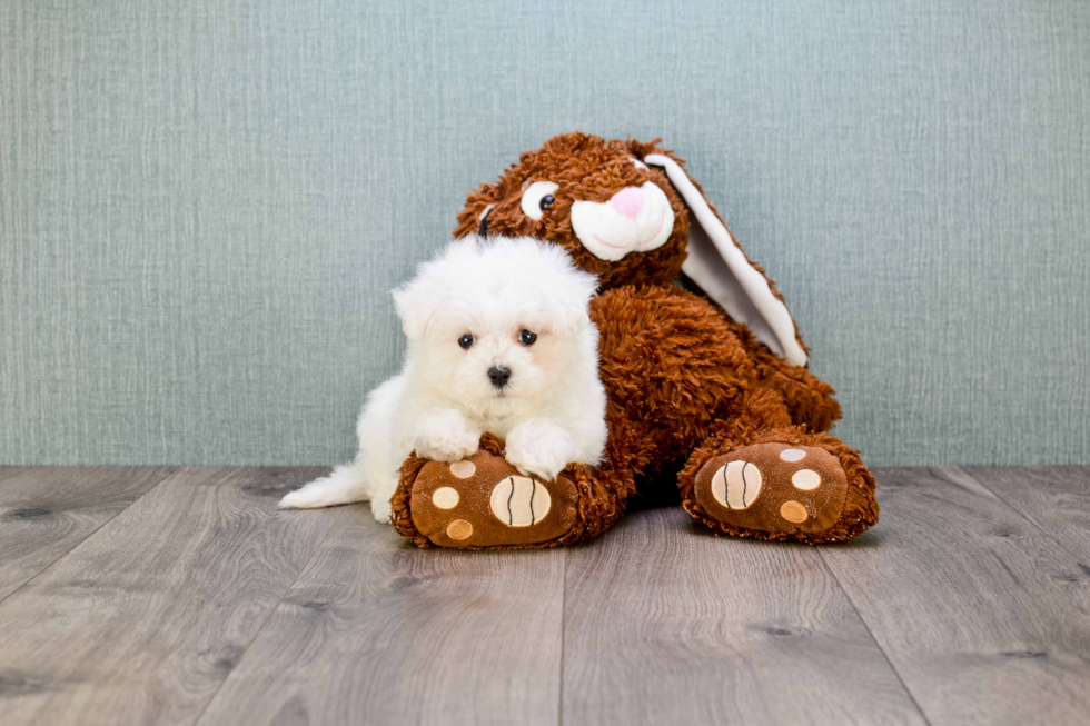 Best Maltipoo Baby