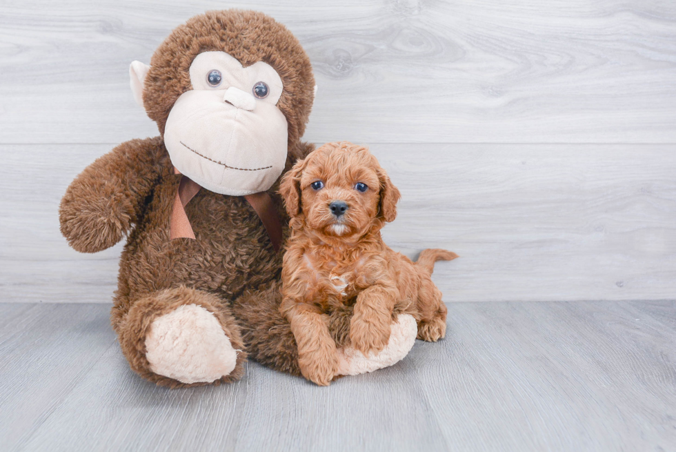 Small Cavapoo Baby